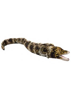 SPOTTED EEL - 40